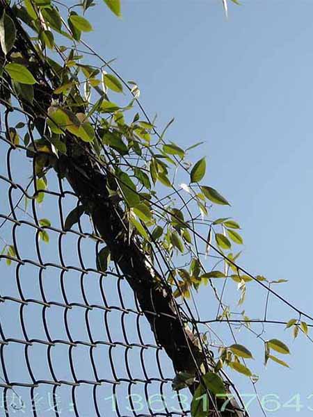 Chain link fence